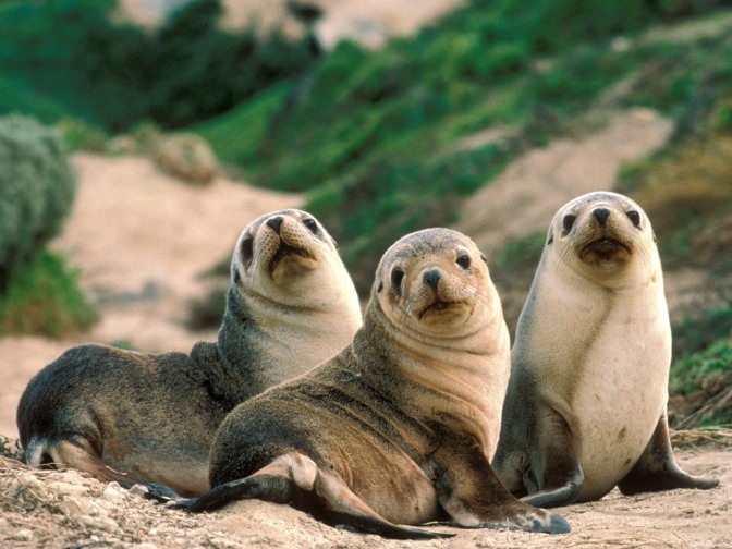 three-seals-on-the-beach.jpg?w=672